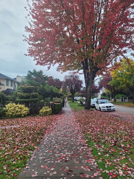 ## Autumn's Canvas: Streets Adorned with Fallen Leaves
Streets outside UBC also seem to have fallen leaves. So beautiful.