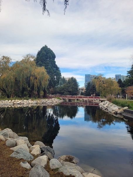 In Richmond, there's a beautiful and wide garden/park called Minoru. There was a pond and it was crystal clear that it almost looked like a mirror, reflecting the trees and the buildings around. Walking through the way with autumn leaves is a truly healing experience. 