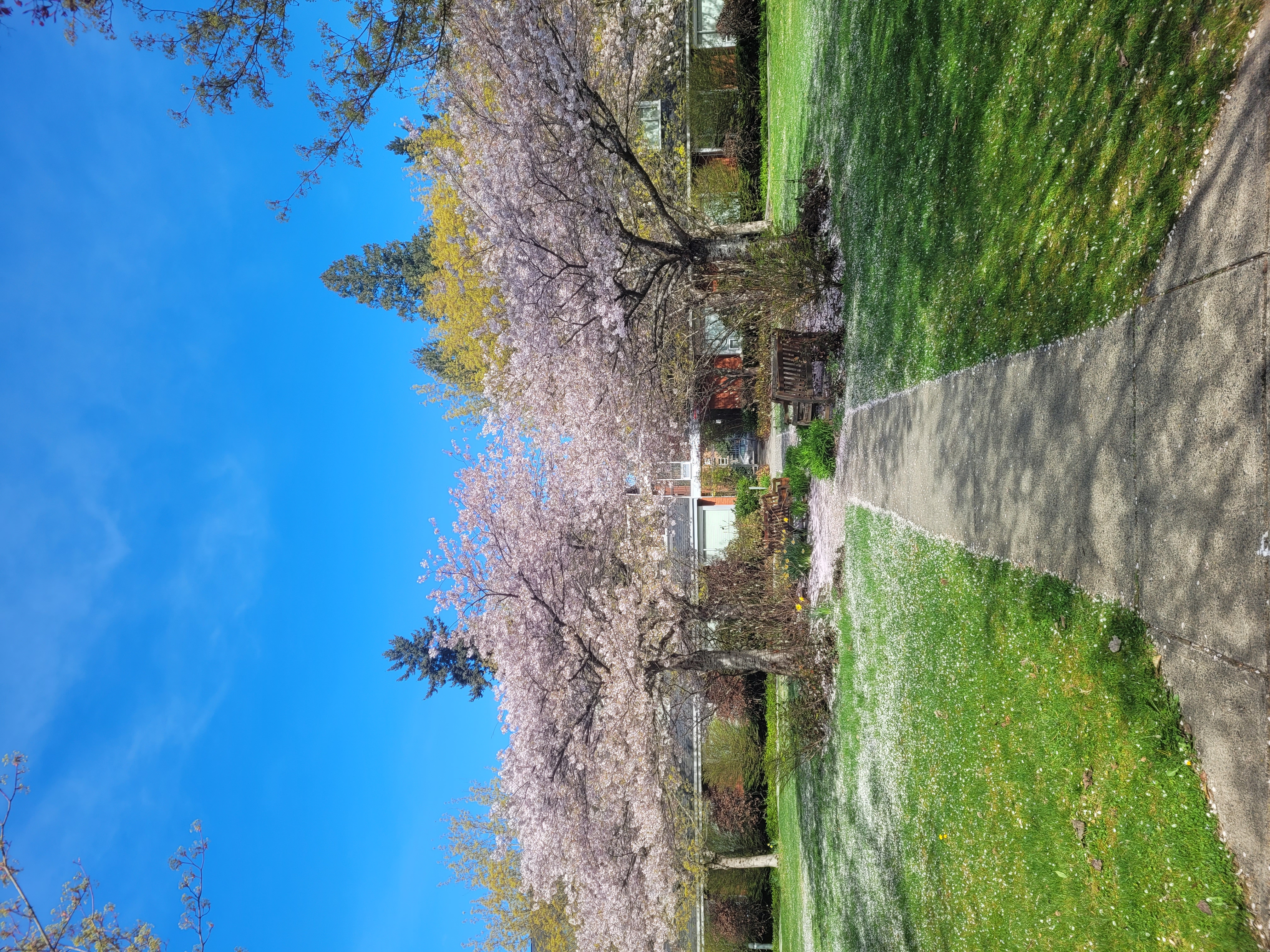 봄에는 캠퍼스에 벚꽃이 만개했었다. 아주 아름다웠다. 벚꽃이 진 이후에도 계절 별로 다른 꽃들이 다양하게 순서를 맞추어서 폈다. 